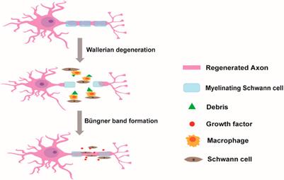 Progress in methods for evaluating Schwann cell myelination and axonal growth in peripheral nerve regeneration via scaffolds